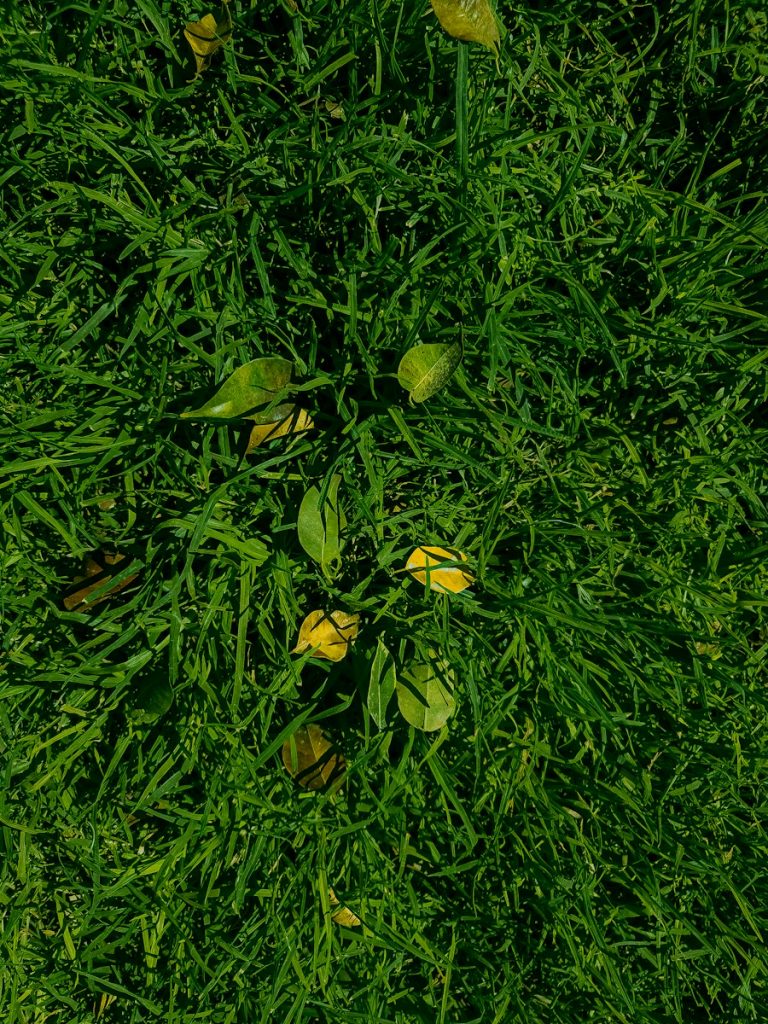 un parche de hierba verde con flores amarillas. conciencia ambiental